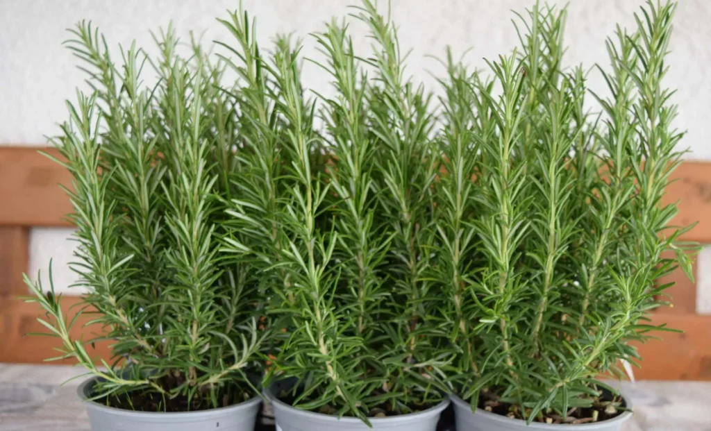Rosmarino contro altre aromatiche: ecco perché il rosmarino è l'unica erba aromatica indispensabile in giardino Rosmarino contro altre aromatiche: ecco perché il rosmarino è l'unica erba aromatica indispensabile in giardino