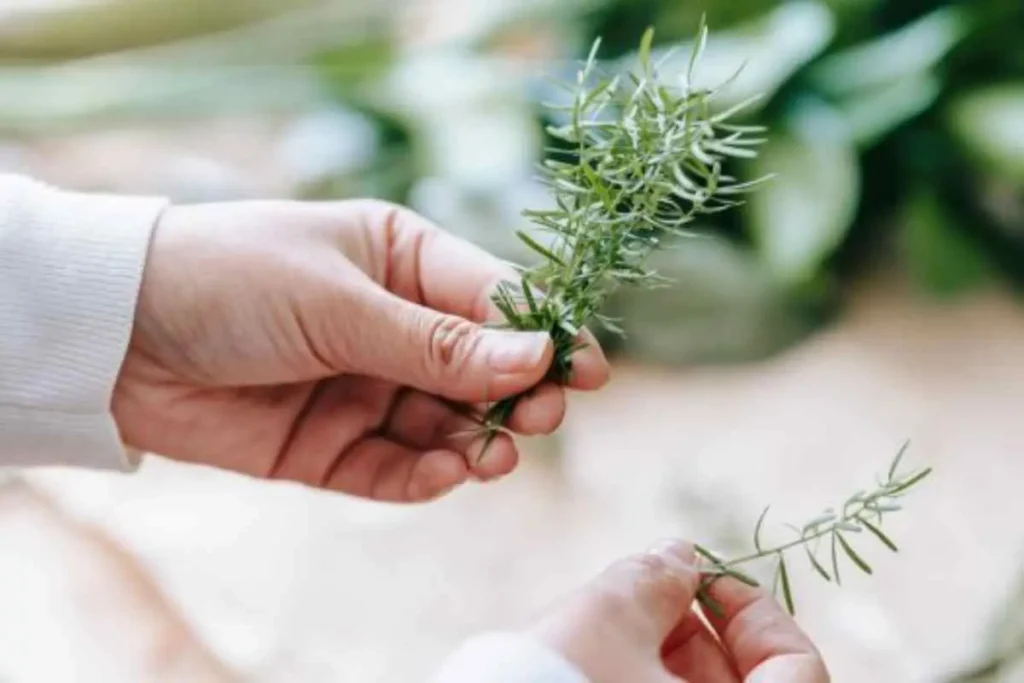 Rosmarino contro altre aromatiche: ecco perché il rosmarino è l'unica erba aromatica indispensabile in giardino Rosmarino contro altre aromatiche: ecco perché il rosmarino è l'unica erba aromatica indispensabile in giardino