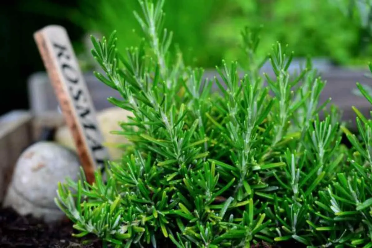 Rosmarino contro altre aromatiche: ecco perché il rosmarino è l'unica erba aromatica indispensabile in giardino Rosmarino contro altre aromatiche: ecco perché il rosmarino è l'unica erba aromatica indispensabile in giardino
