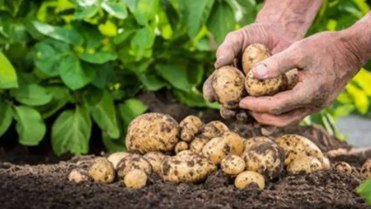 Il trucco per raddoppiare il raccolto di patate: ecco cosa aggiungere Immagine selezionata