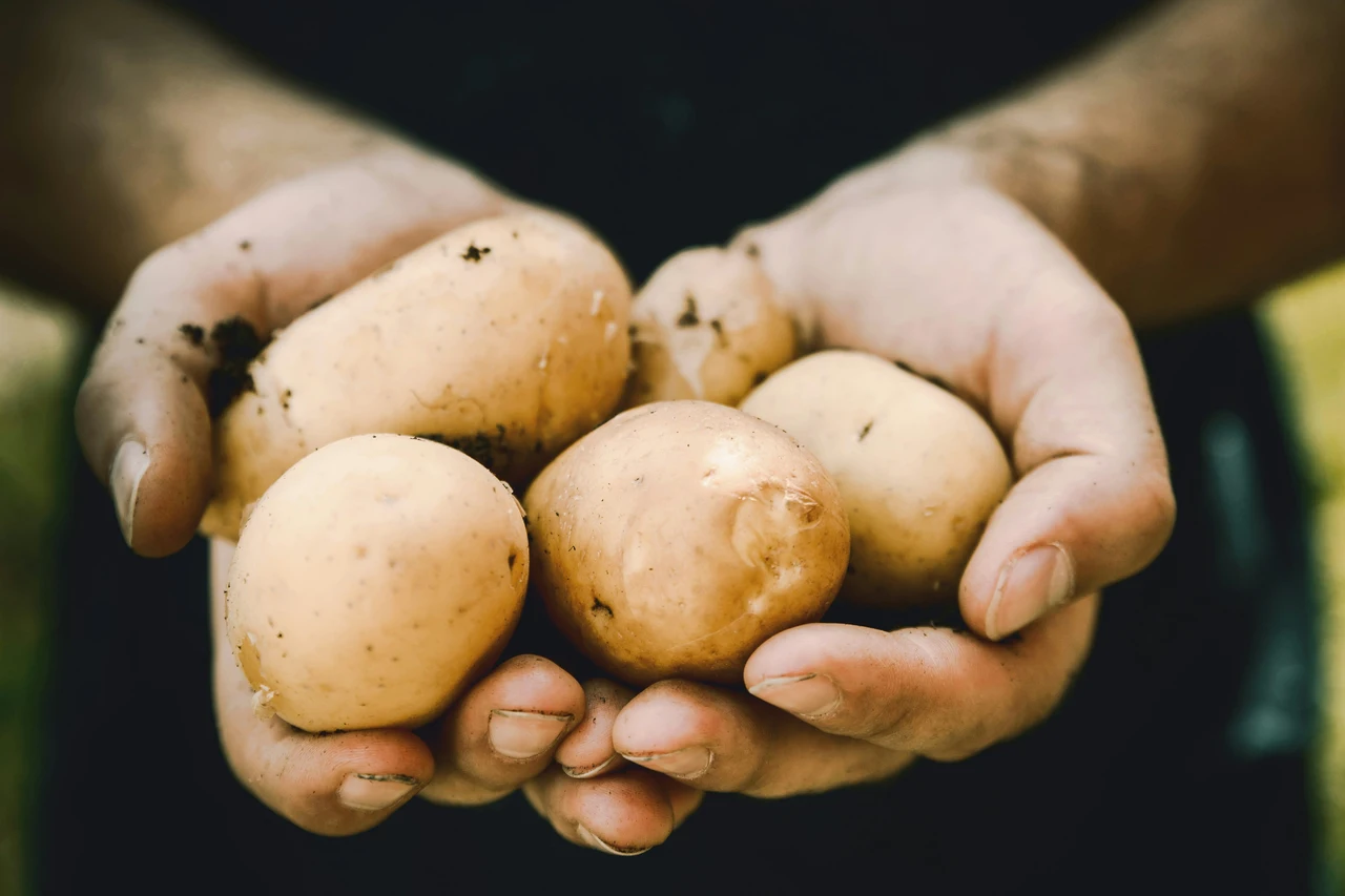 Il trucco per raddoppiare il raccolto di patate: ecco cosa aggiungere Immagine selezionata