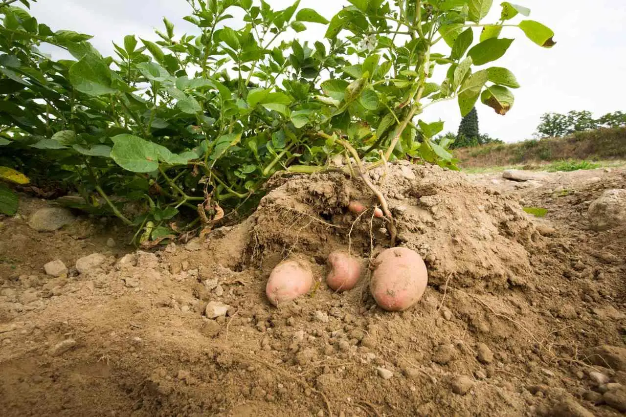 Il trucco per raddoppiare il raccolto di patate: ecco cosa aggiungere Immagine selezionata