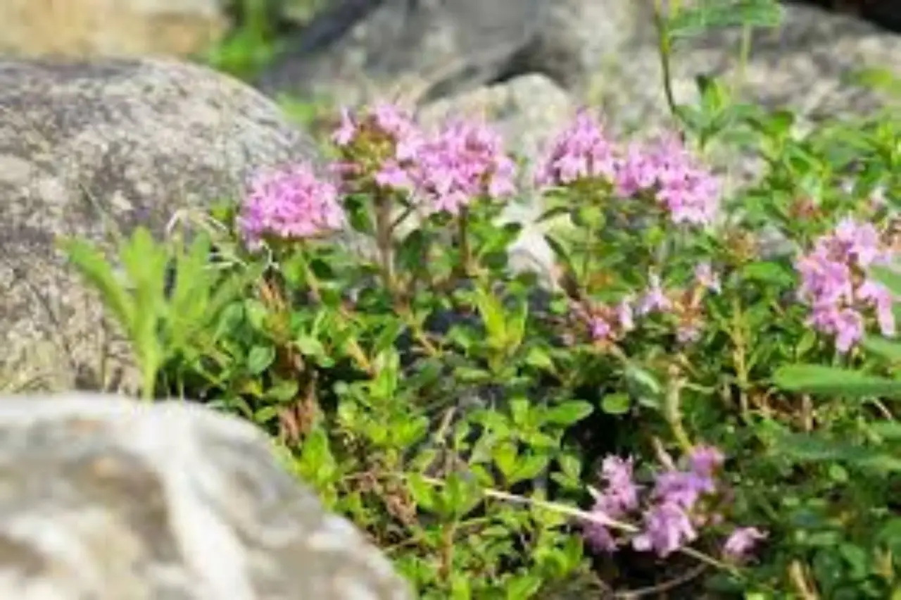 Evita questi sei errori: dove non piantare mai il lagerstroemia se non vuoi un giardino caotico