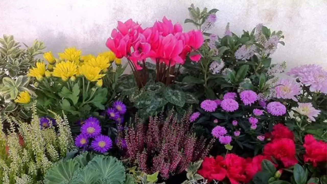 Evita questi sei errori: dove non piantare mai il lagerstroemia se non vuoi un giardino caotico Immagine selezionata