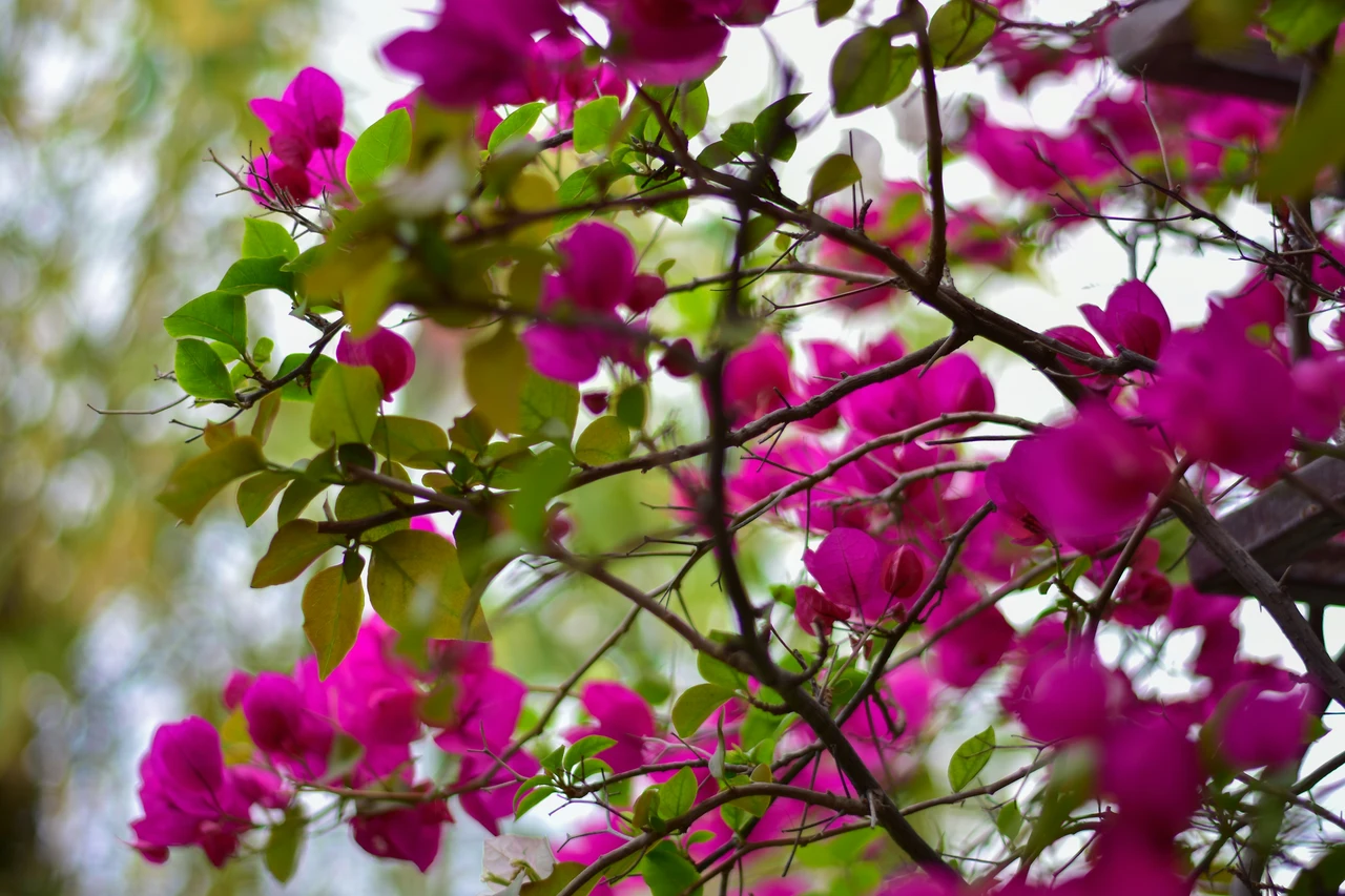 Evita questi sei errori: dove non piantare mai il lagerstroemia se non vuoi un giardino caotico Immagine selezionata