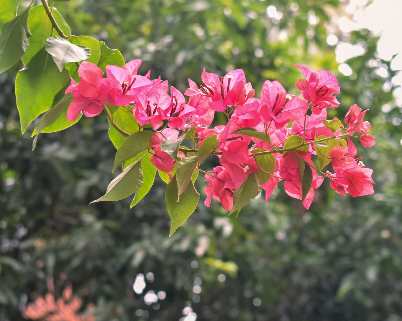 Evita questi sei errori: dove non piantare mai il lagerstroemia se non vuoi un giardino caotico Immagine selezionata