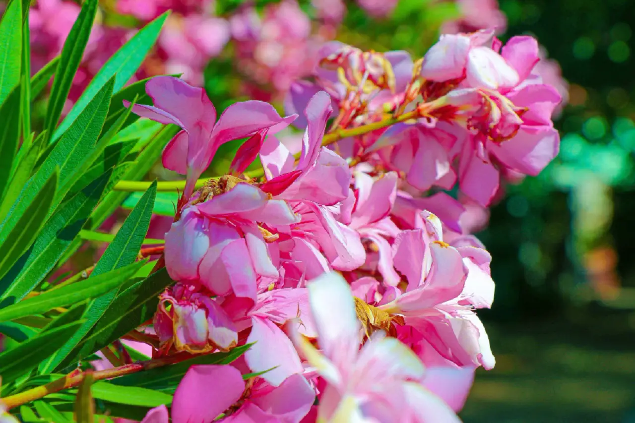 Evita questi sei errori: dove non piantare mai il lagerstroemia se non vuoi un giardino caotico Immagine selezionata
