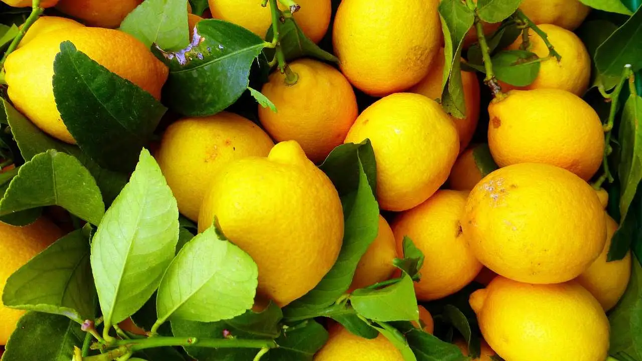 Limone e alloro: ecco il segreto della nonna per una casa profumata e accogliente in primavera Immagine selezionata