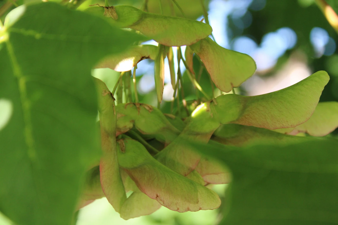 Allarme in giardino esperto svela come una pianta possa mettere a rischio i tuoi alberi Immagine selezionata