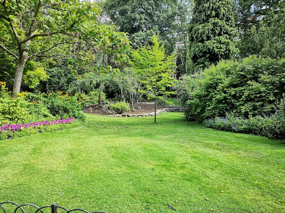 Allarme in giardino esperto svela come una pianta possa mettere a rischio i tuoi alberi Immagine selezionata