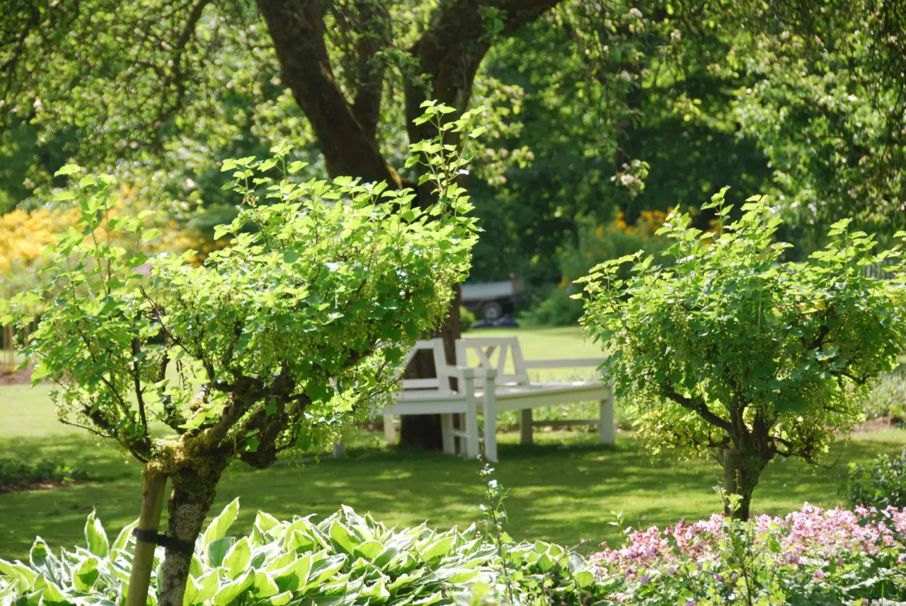 Allarme in giardino esperto svela come una pianta possa mettere a rischio i tuoi alberi Immagine selezionata