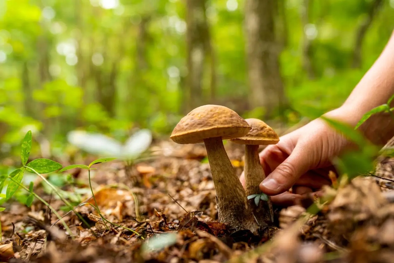 Caccia ai porcini scopri la guida alle zone migliori per una raccolta eccezionale Immagine selezionata