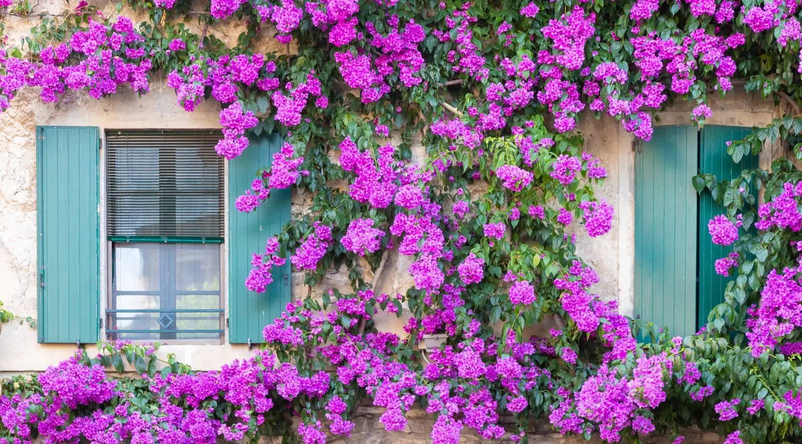 Come preparare le piante all’inverno: ecco le mosse giuste Immagine selezionata